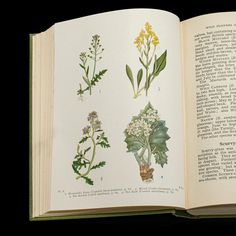 This is a small vintage reference book 'Wild Flowers of the Wayside and Woodland' by Scott and Stokoe. An English, bound botanical interest guide, dating to the mid 20th century, circa 1936.  Charmingly illustrative small reference guide to wild flowers Bound in green cloth with embossed titling in contrasting black Presented in good vintage order, pages intact Published in English across 352 pages Superb colour and monochrome illustrations throughout  This is delightful vintage wild flower refe Botanical Vintage, Botany Books, Monochrome Illustration, Vintage Guide, Vintage Gardening, Reference Book, And July, Botanical Drawings, Botany