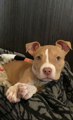 a brown and white dog laying on top of a bed