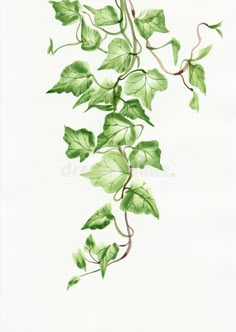 watercolor painting of green ivy leaves on white paper stock photo - image 349874