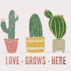 three potted cacti with the words love grows here