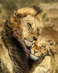 two adult lions cuddle together in the grass and dirt, with their eyes close to each other