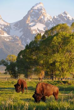 two bison graze in a field with mountains in the background