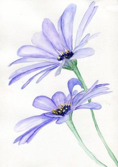 two purple flowers with yellow stamens on a white background, painted in watercolor