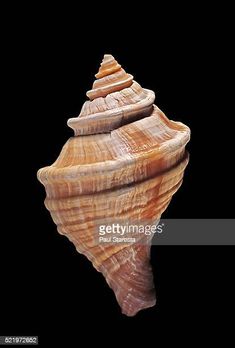 a sea shell against a black background with clippings to the bottom - seashell stock pictures, royalty photos & images