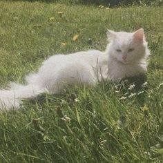 a white cat is laying in the grass