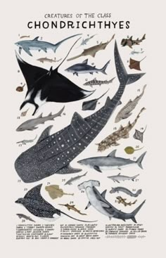 a poster with different types of fish on it's sides and the words chondrichhyes