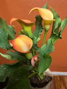 a potted plant with yellow flowers and green leaves on the ground in front of an orange wall