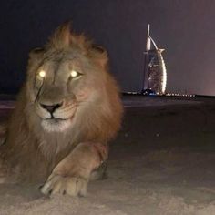 a lion laying on the ground in front of a burjt at night