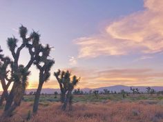 the sun is setting behind some joshua trees