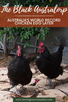 two chickens standing next to each other on top of a stone ground with text overlay that reads the black australop australia's world record chicken egg layer