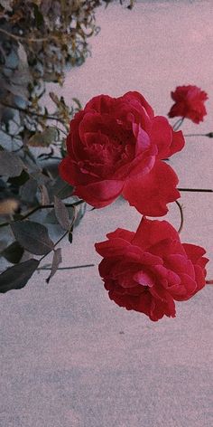 three red roses are on the ground near some leaves and flowers in front of them