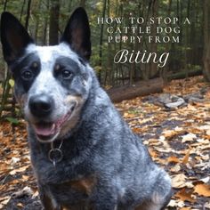 a dog that is sitting down in the leaves with its mouth open and tongue out