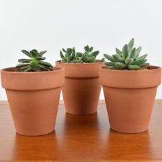 three potted plants sitting on top of a wooden table