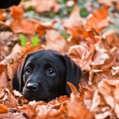 a black dog is laying in the leaves