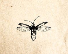 a black and white drawing of a bee