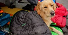 a dog is sitting on the back of a truck filled with sleeping bags and backpacks