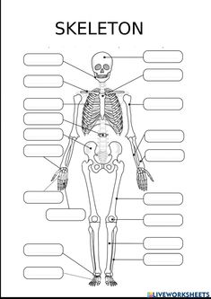 the skeletal skeleton is labeled in this diagram, with labels to label it as well