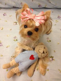 a small dog sitting on top of a bed next to a stuffed teddy bear with a pink bow