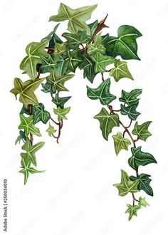 an illustration of ivy leaves on a white background