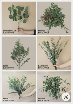 the different types of eucalyptus leaves are shown in this image, and there is also instructions to grow them