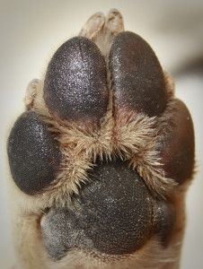 the paw of a dog that is showing it's black and brown color scheme