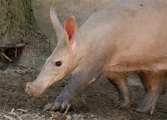 an armadile walking in the dirt next to a tree and some rocks on the ground