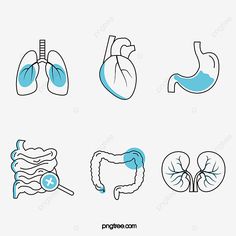 four different types of organs and their functions in the body, including heart, lungs, liver