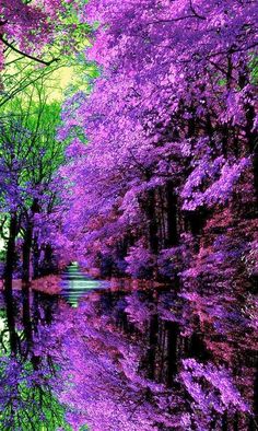 purple trees are reflected in the water