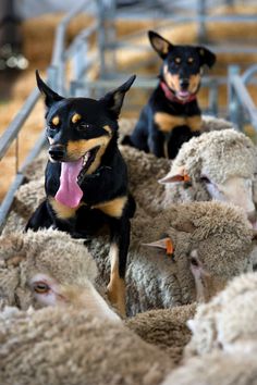 two dogs sitting on top of sheep in a pen with their mouths open and tongue out