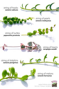 Close up view of several string of things plants! String Of Things Plants, String Of Rubies Plant, Trailing Jade Plant, String Of Turtles Plant, String Of Turtles, Silver Falls Plant, Big Indoor Plants, Garden Hacks Diy, Succulent Cuttings