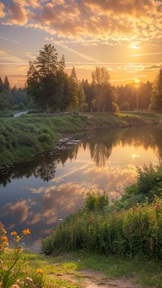 the sun is setting over a river with trees and flowers in the foreground,