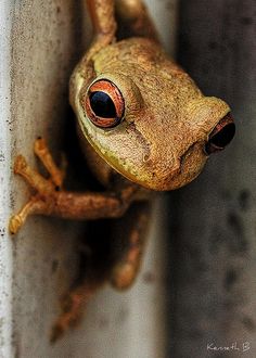 a close up of a frog's face and eyes