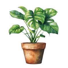 a watercolor painting of a potted plant with large green leaves on the top