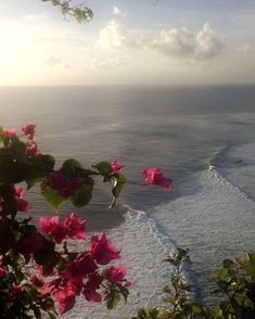 pink flowers are blooming near the ocean