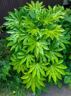 a large green plant sitting in the middle of a garden