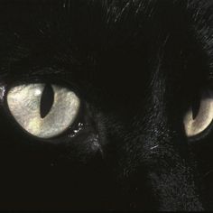 a black cat with yellow eyes looking at the camera