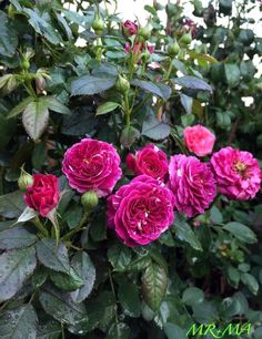 pink flowers are blooming in the garden