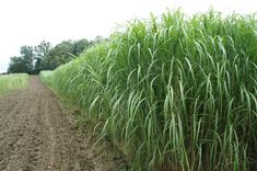 tall green grass growing on the side of a dirt road