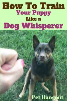 a dog is sitting in the grass with its owner's hand