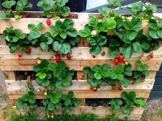 strawberries are growing on the side of a wooden pallet