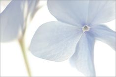 some blue flowers with white petals on them