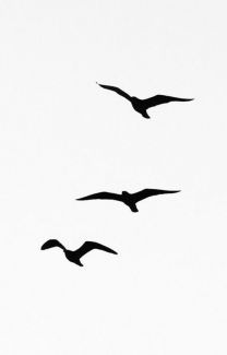 three birds are flying in the sky with no one on it's wings or feet