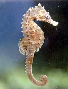 a close up of a sea horse in the water