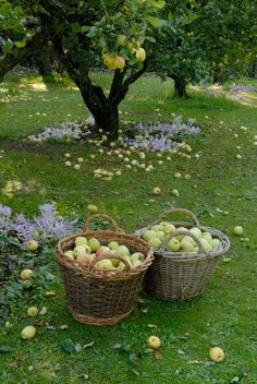 two wicker baskets filled with apples sitting on top of a grass covered field next to an apple tree