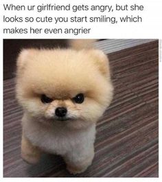 a small dog that is looking at the camera with an angry look on it's face