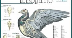 the anatomy of a pigeon in spanish