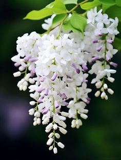 some white and purple flowers are hanging from a tree branch with green leaves on it