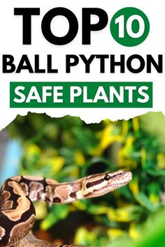 Best Plants for Ball Python Reptile Safe Plants, Ball Python Pet Care, Snake Terrarium Ball Python, Custom Ball Python Enclosure, Ball Python Habitat, Bioactive Ball Python Enclosure, Ball Python Bioactive Enclosure, Diy Ball Python Enclosure, Bioactive Ball Python Enclosure Ideas