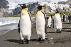 several penguins are walking on the beach together