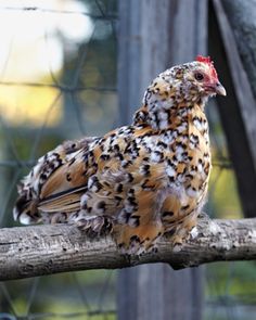 a brown and black bird sitting on top of a tree branch